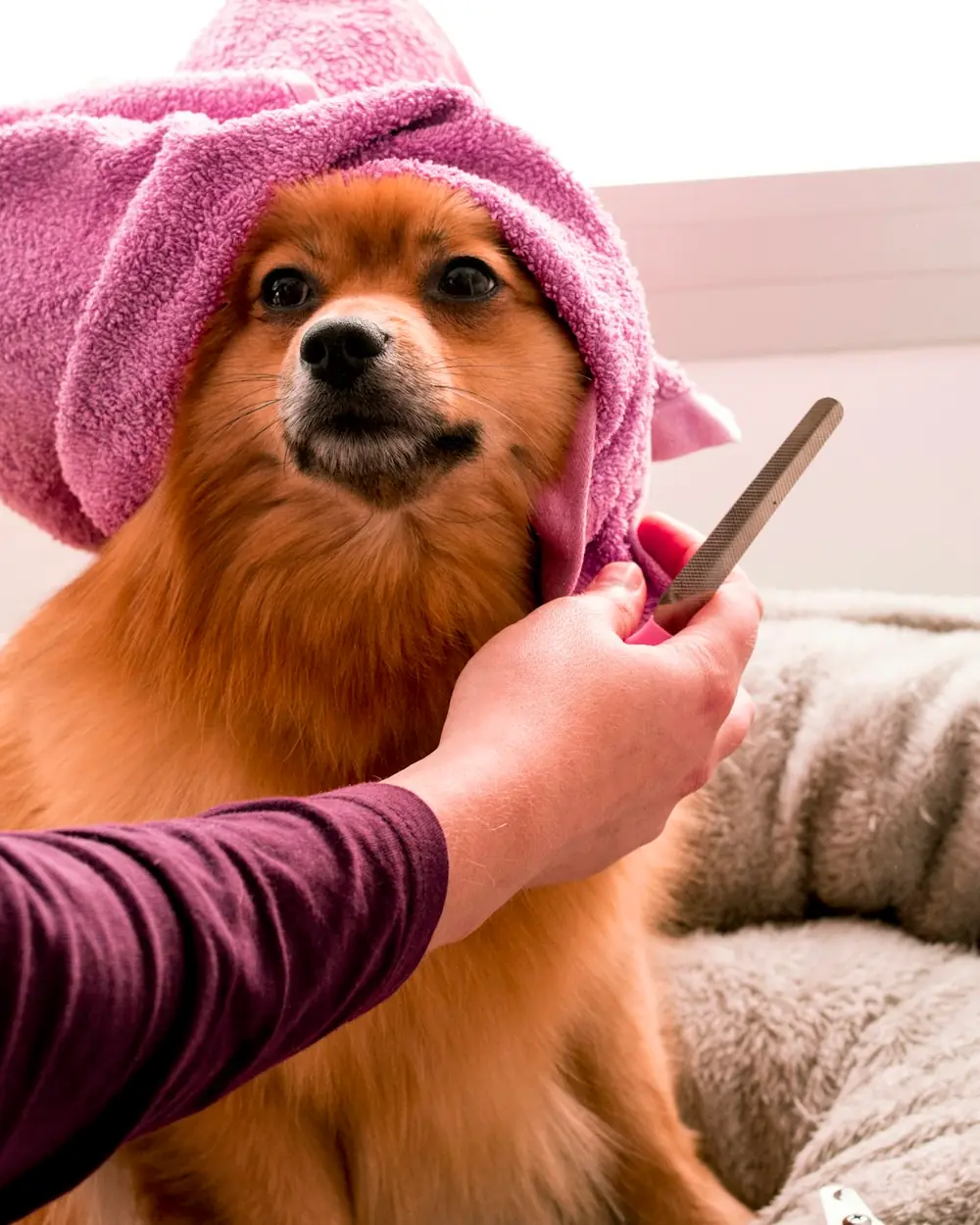 Cão de pelo laranja com toalha na cabeça sendo escovado depois do banho
