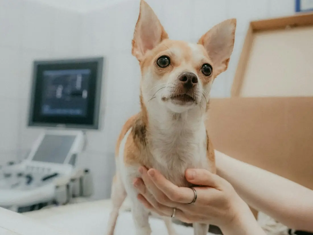 Mãos de uma veterinária segurando um cão pequeno no consultório