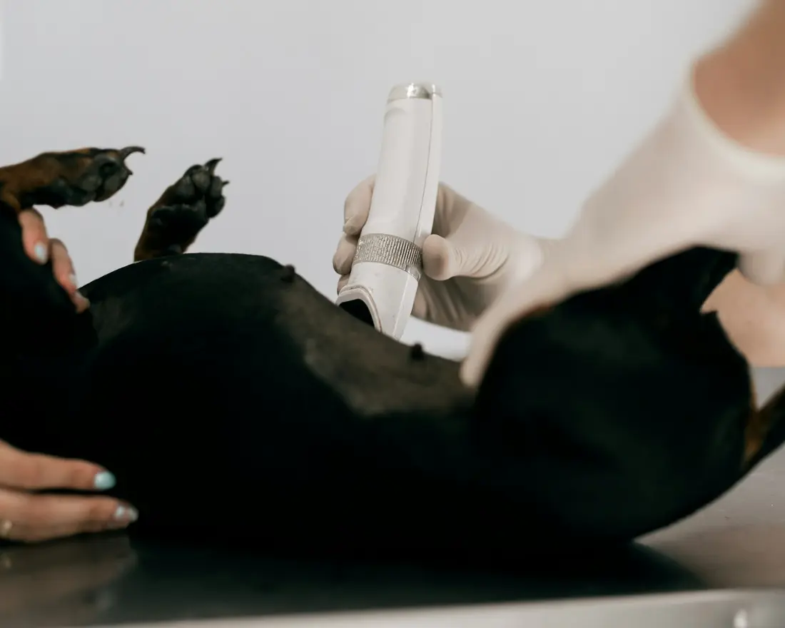 Veterinária fazendo exame de ultrassom em um cão