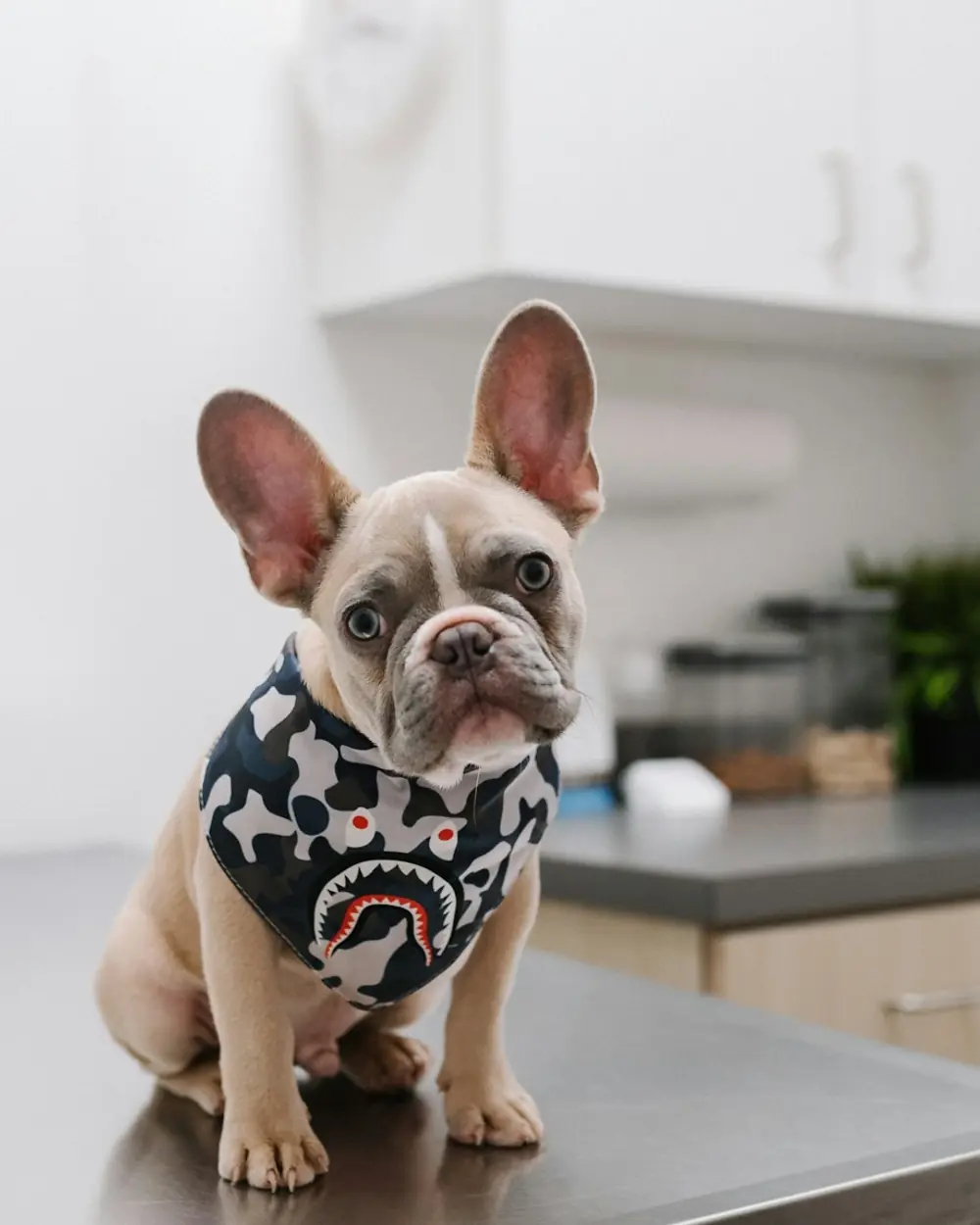 Buldogue francês sentado na mesa de atendimento de um consultório veterinário