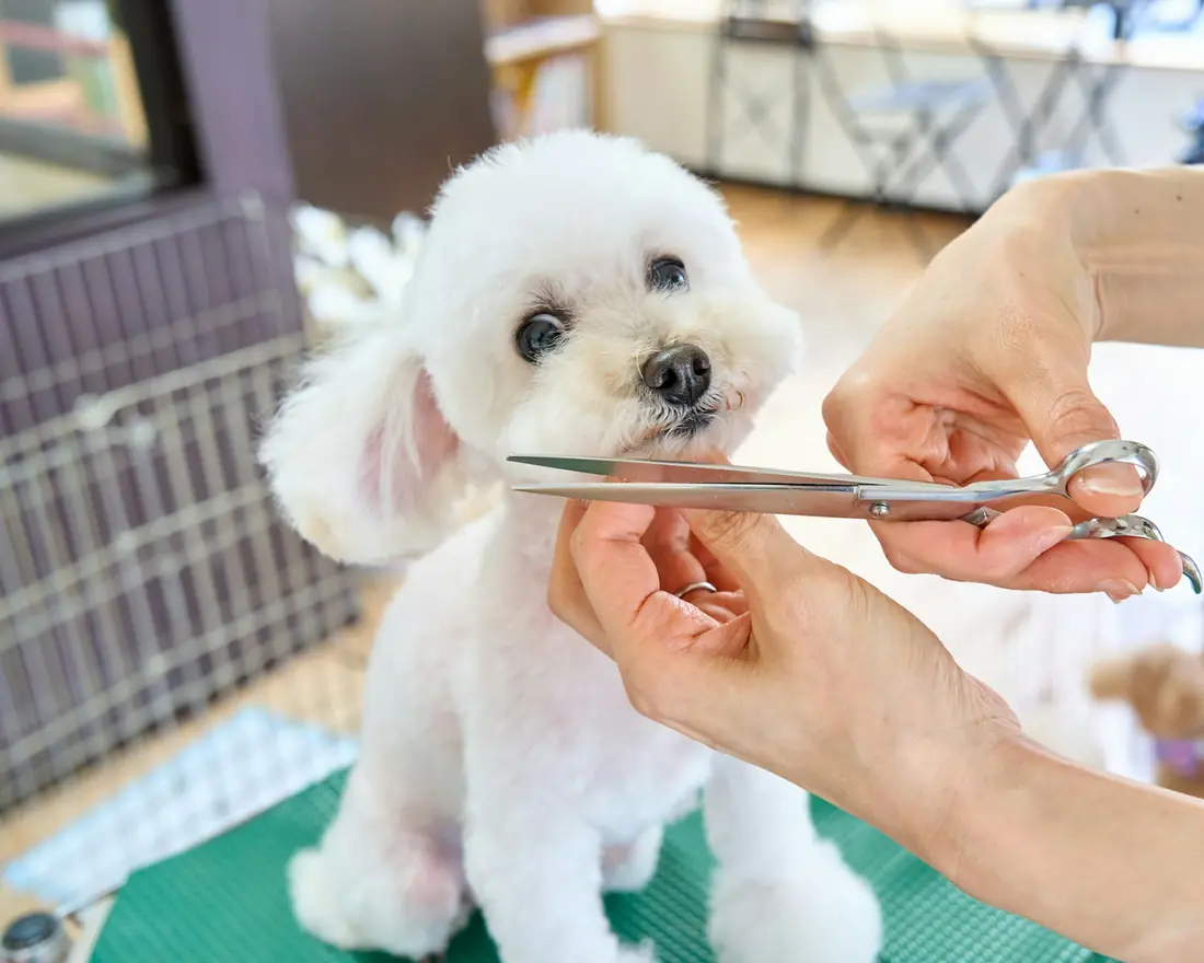 Tosa com tesoura em um cão de pelo branco
